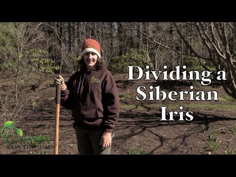 Vídeo: Siberian Iris Deadheading: Aprenda como Deadhead uma planta de íris siberiana