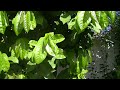 Cultivo de Árbol de Guanábana en Clima Subtropical