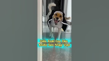 Diễn Xuất Con Đần Khiến Sen Nhập Viện 😂🐾🎭 #thúcưng #vậtnuôi #chómèohàihước #funny #meohera