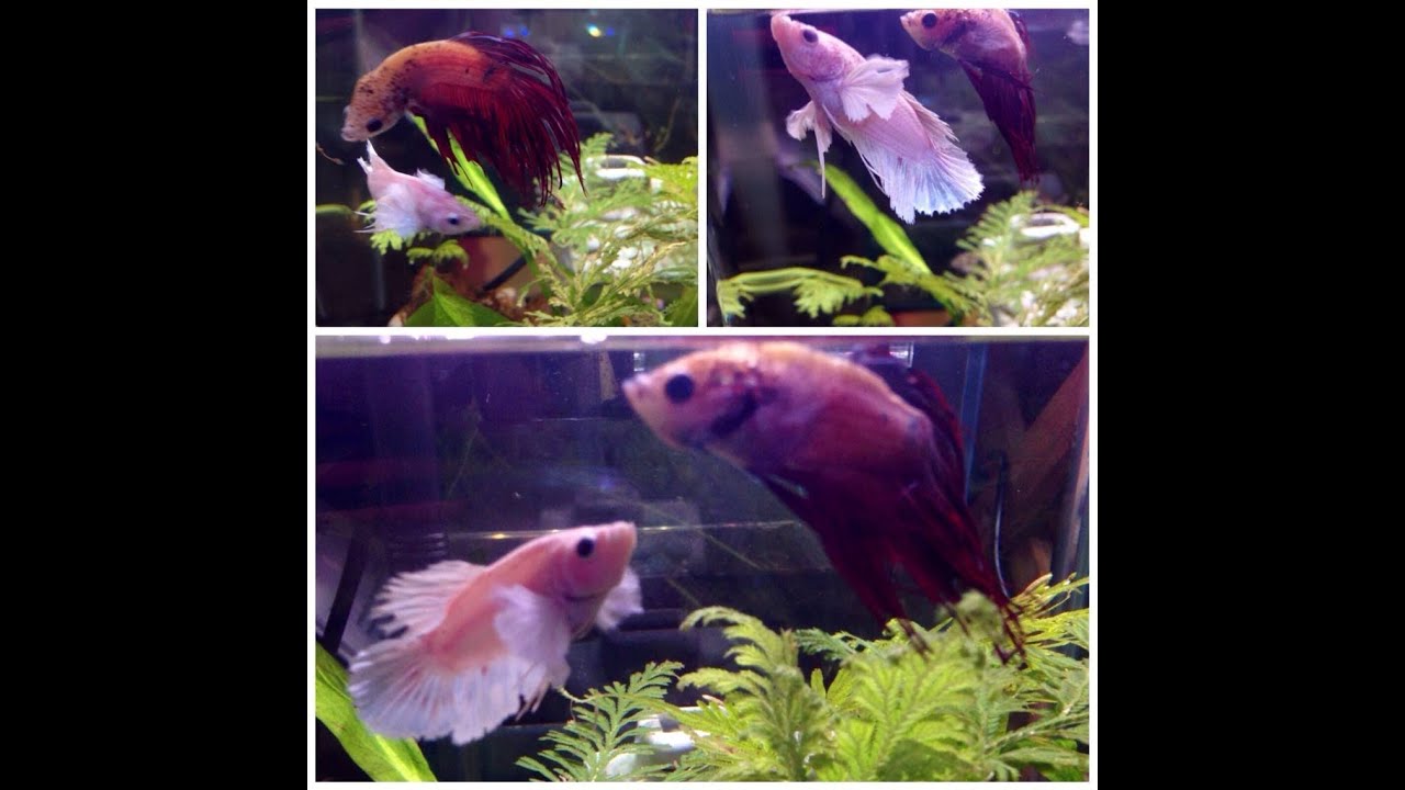2 betta fish in one tank