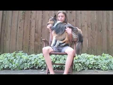 Comment apprendre à son chien à saute dans nos bras? - YouTube Comment apprendre à son chien à saute dans nos bras? - YouTube