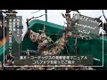 灌木・コーデックスの発根管理マニュアル/コミフォラを使ってご紹介