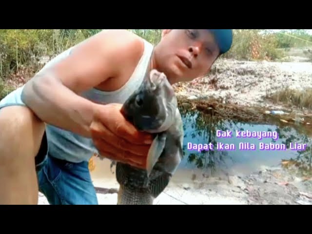 Mancing ikan nila umpan kroto dapat ikan babonan nila class=