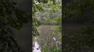favorite time after the rain 🍃 #nature #summer #rain #relax