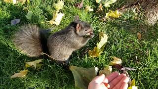 Attempting friendship with a black squirrel, didn't end well like I expected by stepseven 1,093 views 2 years ago 2 minutes, 7 seconds