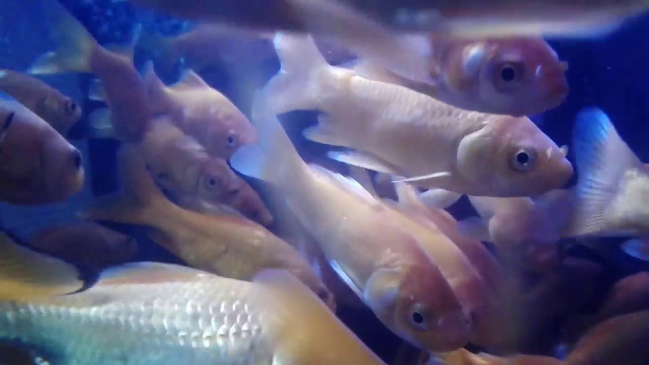 Music Large Feeder Goldfish At A Pet Shop Youtube