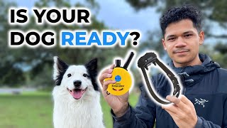 Is Your Dog Ready for E-Collar Training? by Hamilton Dog Training 9,776 views 5 months ago 12 minutes, 16 seconds