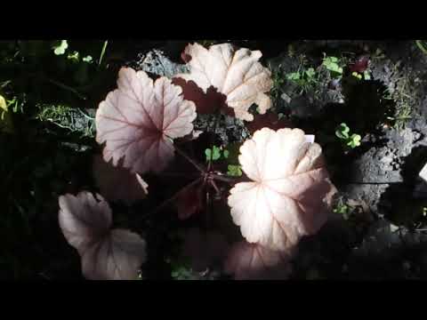 Обзор с названием первых 12 ГЕЙХЕР,старые и новые посадки.Названия под видео. #гейхеры #начало #июня