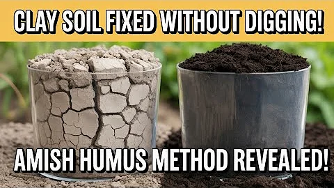 Stop Digging Clay Soil! Amish Secret Turns Hard Dirt Into Black Gold FAST