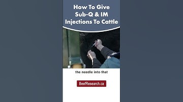 How to give subcutaneous and intramuscular injections to beef cattle  #veterinarian #beefcattle