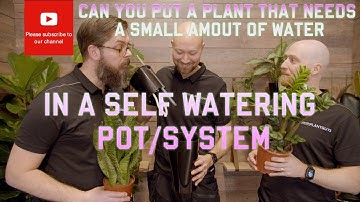 Can I put a plant🌱 that needs a small amount of water in a self watering pot?