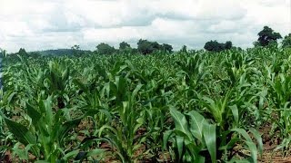 Ugandan farmers use mobile apps to sell and buy produce screenshot 3