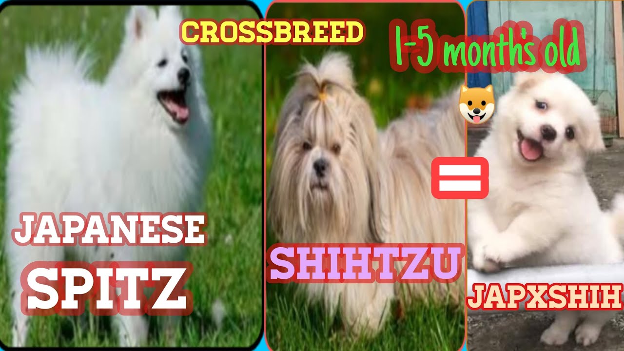 Japanese Spitz Crossbreed Shihtzu 5 Month S Old L Der Dogs Youtube