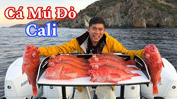 Đi Xa Bờ Tìm Loài Cá Mú Đỏ Quý Ở Vùng Biển Lạnh