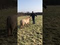 Shetland pony wont stand still