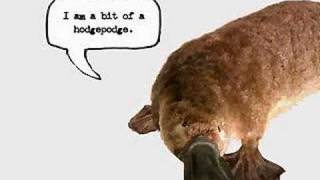 Honda Commercial (Platypus)