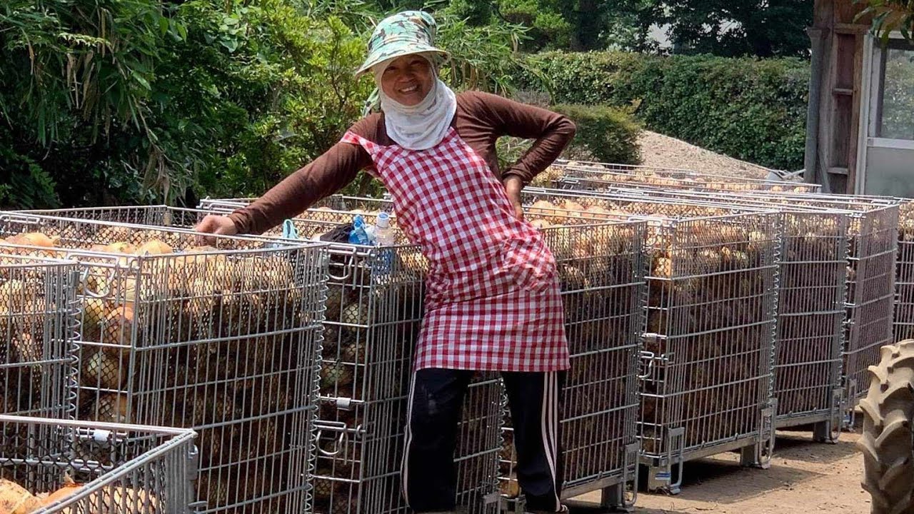 #Tk2 FARM LYN is SILENT live! Thank goodness the onion harvest is over. next season again