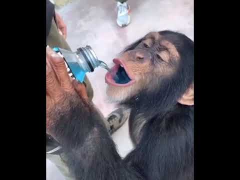 Monkey drinking da Powerade