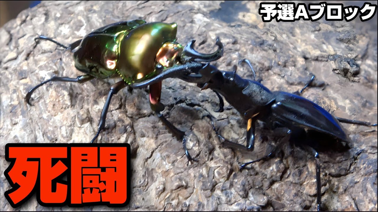 【無差別バトル】世界のクワカブ最強を決めます