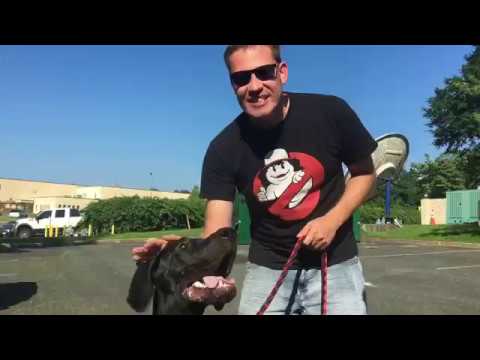 Video: Antagbar hund i veckan - Rustig