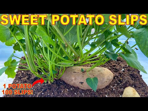 Video: Sprouting Sweet Potato Slips - Cuándo y cómo comenzar un Sweet Potato Slip