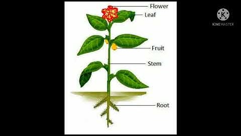 Class - III   Subject - G. Science Chapter - 5 ( Plants in the surroundings) Part 2