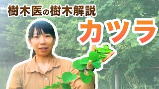 【樹木の紹介シリーズ】第8回カツラ（コロナ応援企画！）