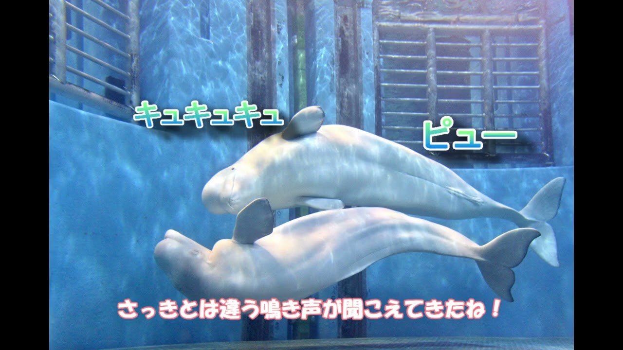 オーダー ベルーガ 白イルカ Kamogawa Sea World