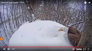 Hanover PA Live Bald Eagle Nest Cam   HDOnTap com   HDOnTap   Google Chrome 3 21 2018 6 08 36 PM