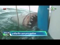 นาทีระทึก ฉลามขาวสุดโหด | 03-07-58 | เช้าข่าวชัดโซเชียล | ThairathTV