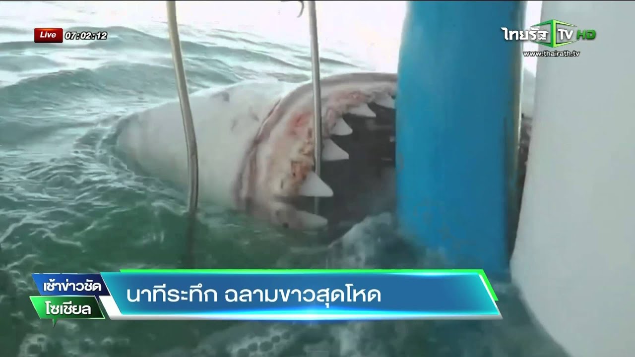 นาทีระทึก ฉลามขาวสุดโหด | 03-07-58 | เช้าข่าวชัดโซเชียล | ThairathTV