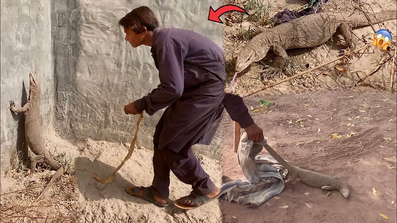 Indian Monitor Lizard In Pet House Indian Monitor Lizard YouTube Indian Monitor Lizard In Pet House Indian Monitor Lizard YouTube
