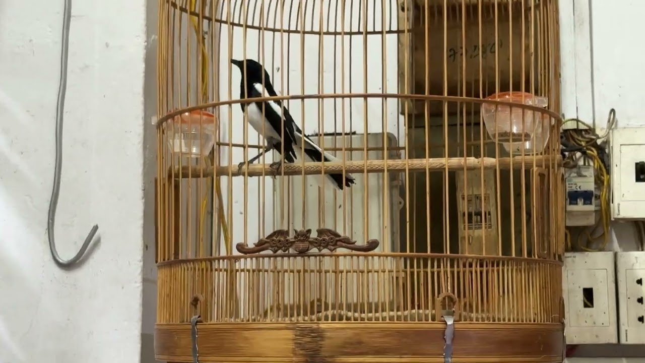 Chích chè than hót xoè 