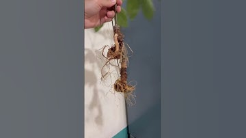 2 củ sâm ngọc linh Kon Tum nặng 105g chuẩn gen Ngọc Linh già đanh chắc củ thân ngắn lên bình cực đẹp