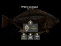 РАЗДАЧА ПАЛТУСОВ на МОРЕ и ЛЮТЫЙ ФАРМ СЕРЕБРА на МЕДНОМ и НОВАЯ ТОЧКА на ЯМЕ в Русской Рыбалке 4!РР4