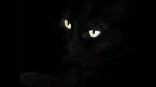 The Essence - The Cat