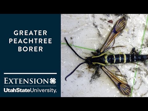 Video: Peach Twig Borer Control - Hur man förhindrar skador från Peach Twig Borers