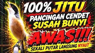 CENDET GACOR FULL TEMBAKAN SUARA GEREJA TARUNG BIKIN CENDET LANGSUNG NYAUT IKUT BUNYI