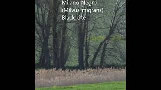 Milano negro caza culebra, Black kite hunt
