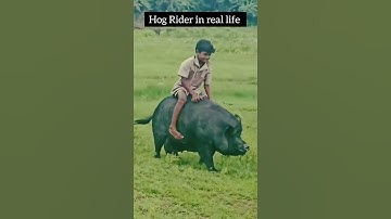 Hog Rider in real life #shorts #clashofclans #youtubeshorts