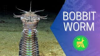 The Bobbit Worm: A Creature Straight Out of Your Worst Nightmares