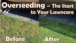 Should you overseed this fall? - Watch this review of last year's overseeding! by Hammer and Rake 2,156 views 1 year ago 4 minutes, 20 seconds