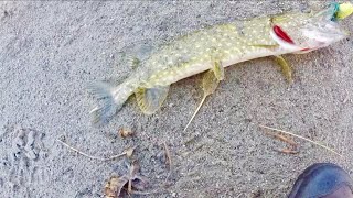 Pike fishing Sweden