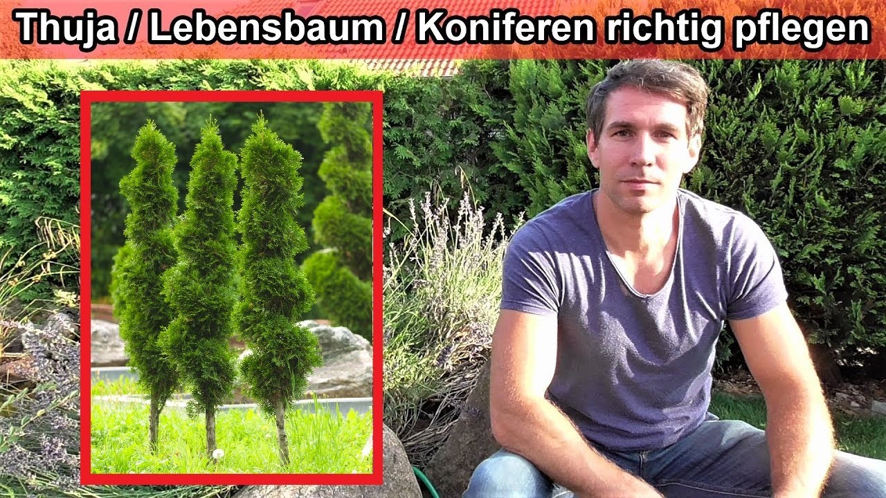 thuja lm Emerald Green Arborvitae | A Narrow Privacy Tree main image 1