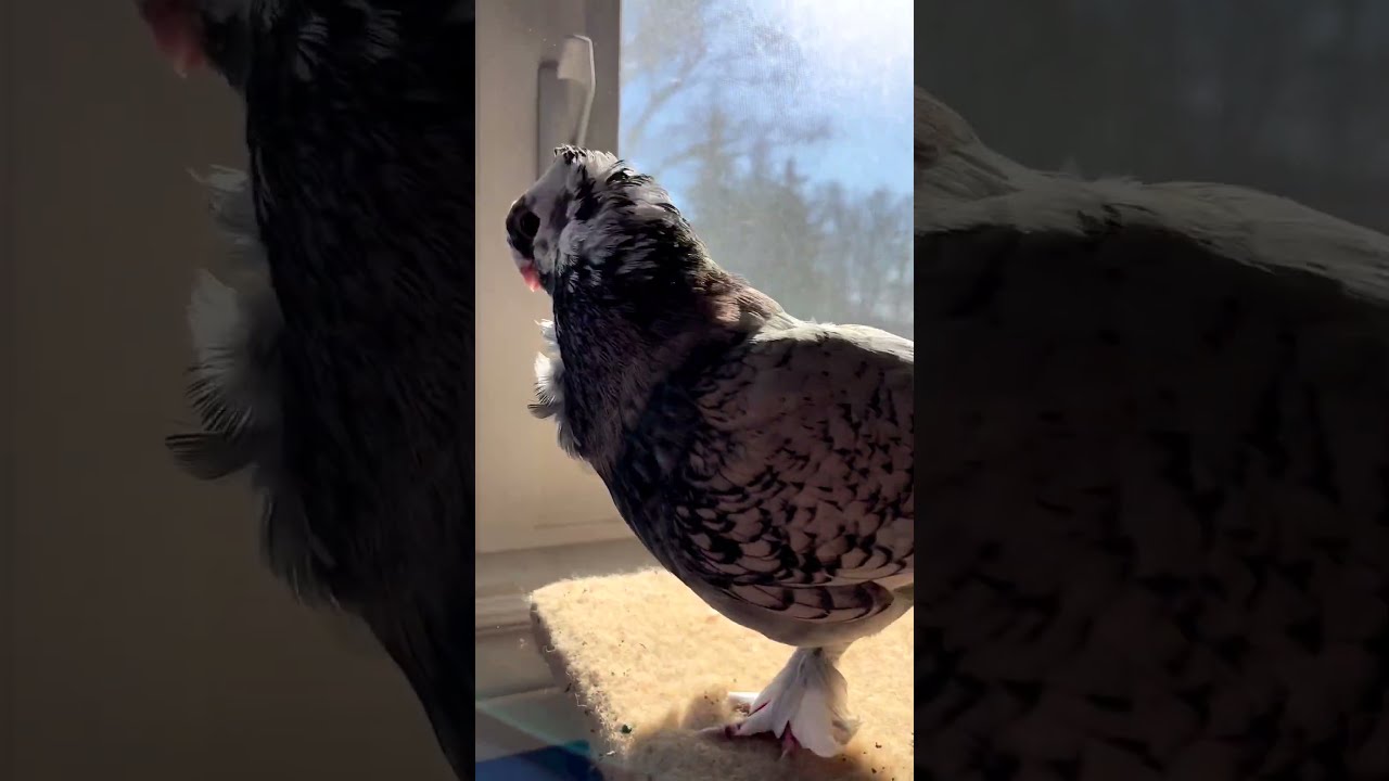Fancy Pigeons Birdwatching Love