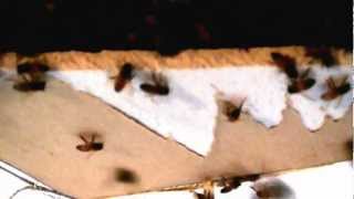 Honeybee removal