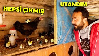 Çok Utandım !  Muhteşem Civciv Çıkımı Hepsi Çıkmış  Gurk Tavuk Şaşırttı  Yumurta Toplama Çiftlik