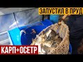 Запустил в пруд очень много рыбы. Карп и осетр. Пруд из глины.