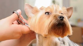 видео Парикмахерская для животных | Технокуртка для собаки-поводыря