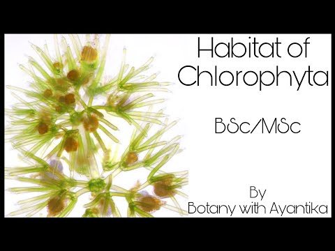 Habitat of Chlorophyta